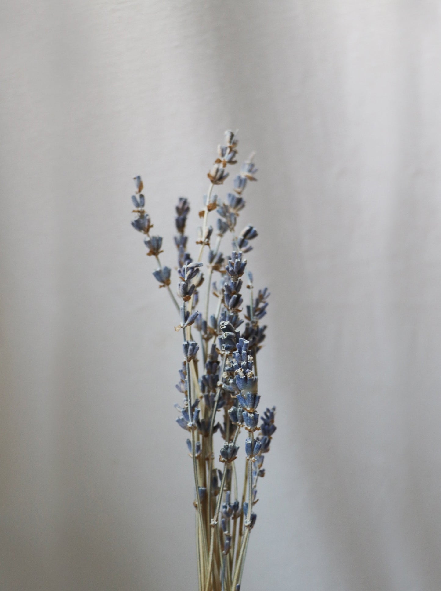 Lavender Lip Balm