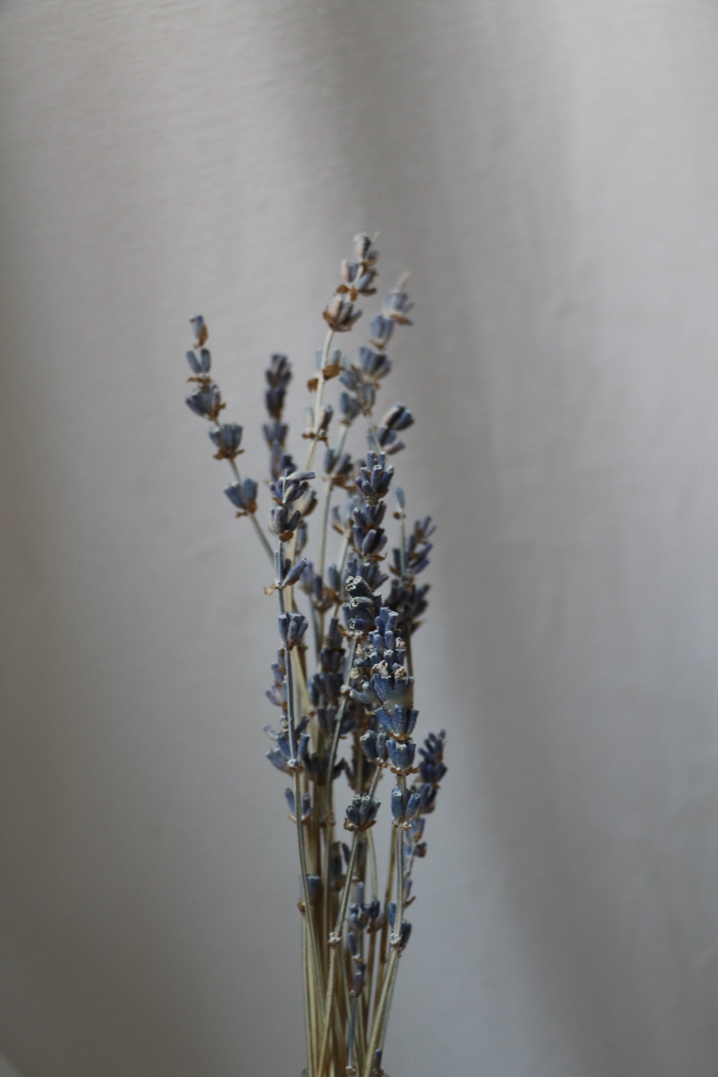 Lavender Earl Grey Lip Balm