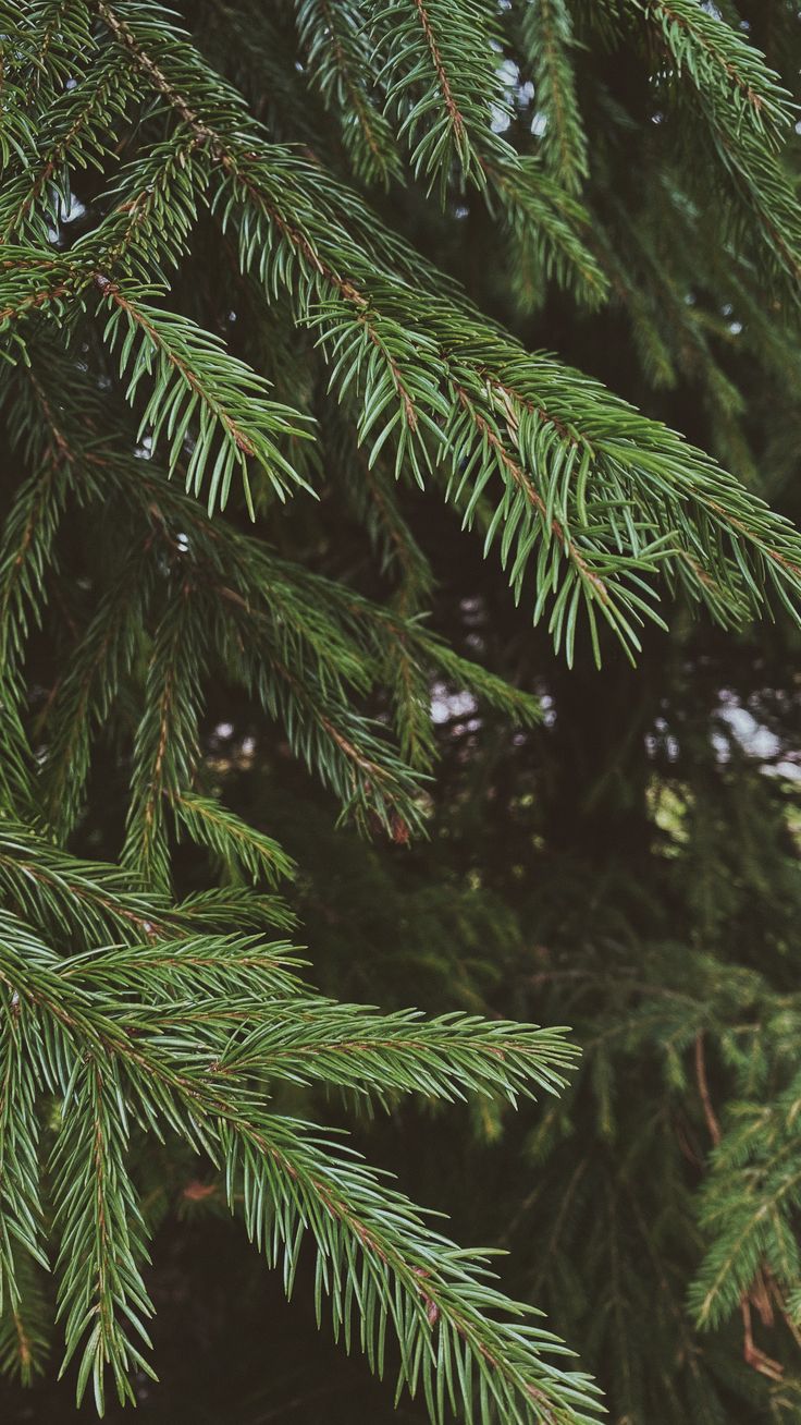White Pine Body Butter